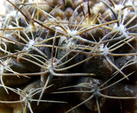 Eriosyce _eriosyzoides _ssp.atroviridis_ FK65 _13